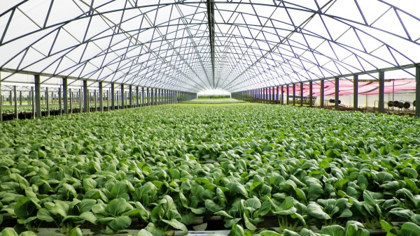 Image for Green Revolution First!